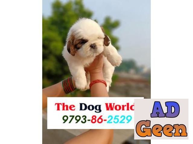 used ShihTzu Healthy and Vaccinated Puppies available 9793862529 for sale 